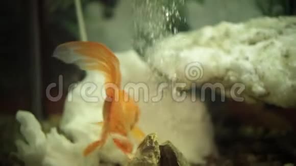 美丽的金鱼在透明的水族馆里游泳水中的氧气泡视频的预览图