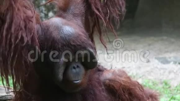 一只婆罗洲猩猩PongoPygmaeus栖息在森林的树木中视频的预览图