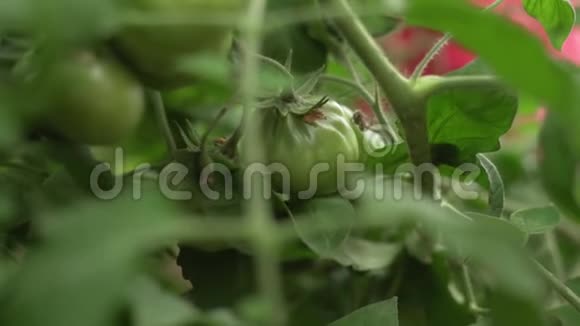 一堆绿色的大番茄放在灌木丛上在温室里种着精选的番茄视频的预览图