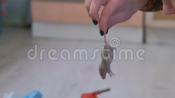 小灰鼠在女人手女人抓住老鼠的尾巴视频的预览图