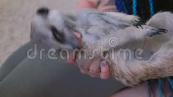 猫鼬咬女人手指宠物和女孩玩视频的预览图