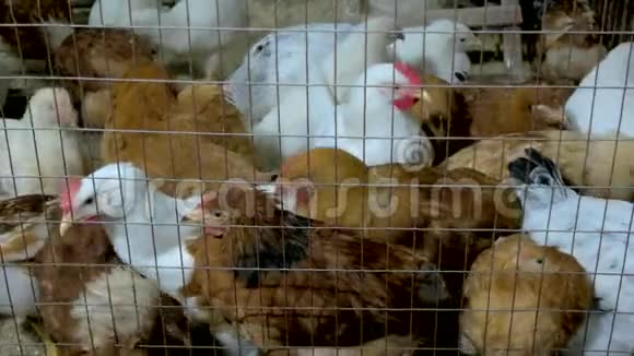 把许多鸡关在金属笼子里视频的预览图
