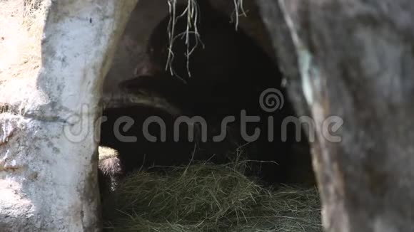 一只福莫萨黑熊在洞穴里睡觉视频的预览图