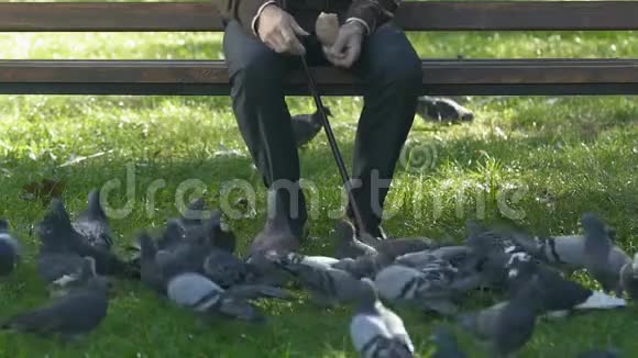 公园里退休的雄性饲养鸽子坐凳养老休闲野外生活视频的预览图