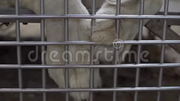 活狮子爪子监禁的概念快关门孤独的狮子在笼子里视频的预览图