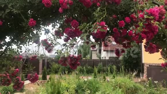 攀爬玫瑰拱门美丽舒适的家庭内部景观设计精彩绽放的花朵视频的预览图