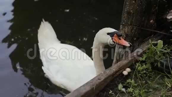 男人手用绿草喂两只白天鹅白天鹅在游泳和吃饭视频的预览图
