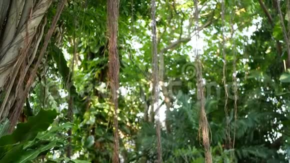 鸟在榕树上筑巢明亮的蕨类鸟窝在榕树上生长着大绿叶各种热带植物视频的预览图