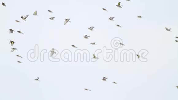 金雀在天空中缓慢地飞行视频的预览图