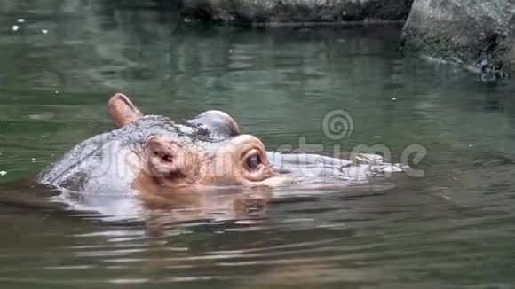 慢动作近距离拍摄普通河马在湖中洗澡自然野生动物视频的预览图