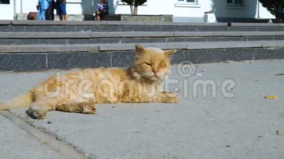 红色流浪猫躺在步行区旁边视频的预览图