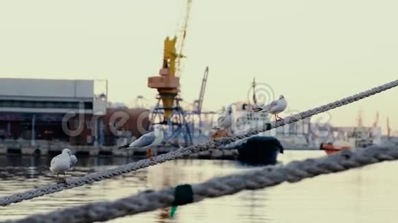三只海鸥坐在一条绳子上映衬着一艘经过的船视频的预览图