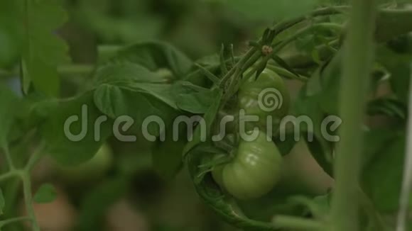一堆绿色的大番茄放在灌木丛上在温室里种着精选的番茄视频的预览图