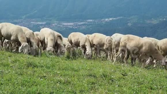 在意大利阿尔卑斯山的草地上放牧的绵羊和山羊山区自然环境视频的预览图
