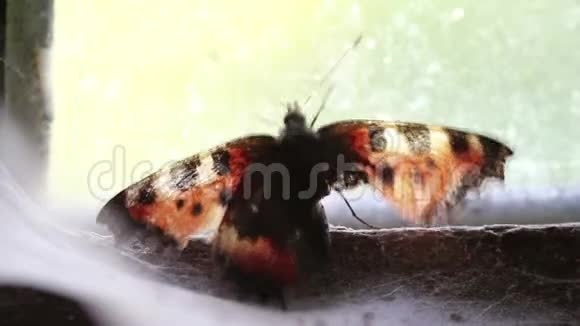 一座废弃房子窗户上的蝴蝶绝望的象征视频的预览图