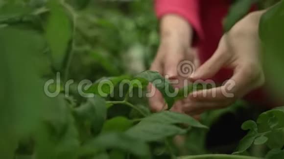 科学家农艺师在玉米地做检查跟踪质量和成长农业粮食研究视频的预览图