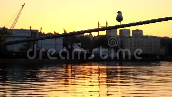 海鸥坐在绳子上海鸥从绳子上飞下来港口黎明视频的预览图