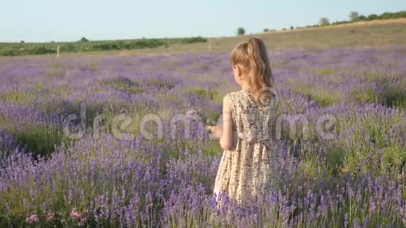 暑假穿着漂亮裙子的小漂亮女孩田园风光中收集的薰衣草花卉视频的预览图