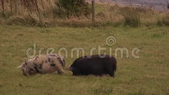 两只野地上可爱的小猪视频的预览图