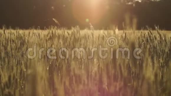 风中摇摆的小麦作物肥沃的土地农业小生意视频的预览图
