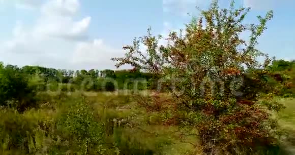 森林里的野玫瑰循环飞行视频的预览图