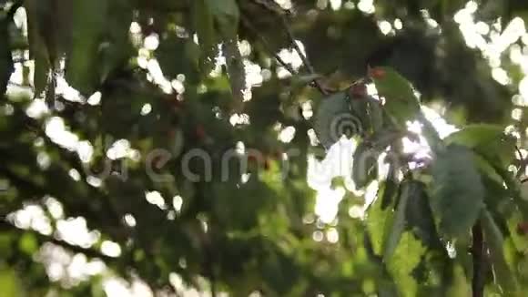 太阳透过树的叶子视频的预览图