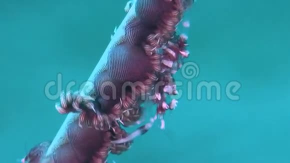 鞭打珊瑚虾视频的预览图
