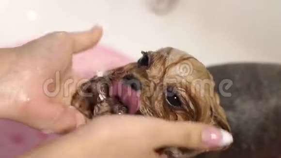 一个女孩在浴室里给她的狗洗澡慢动作视频的预览图
