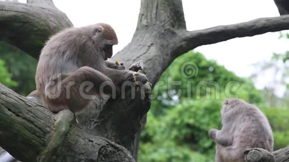 台湾山岩猕猴坐在树顶上在动物园吃东西视频的预览图