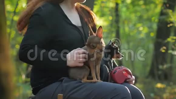 一个红头发的女人坐在树桩上的森林里抚摸着两只小狗视频的预览图