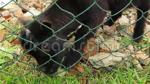 在篱笆后面吃草的小山羊黑人视频的预览图