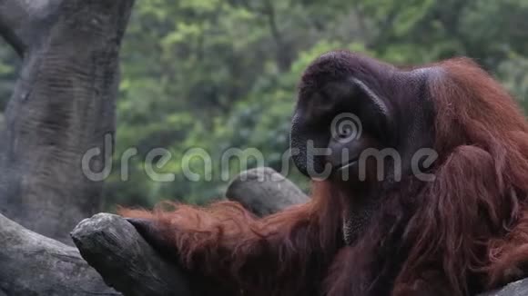 一只婆罗洲猩猩PongoPygmaeus栖息在森林的树木中视频的预览图