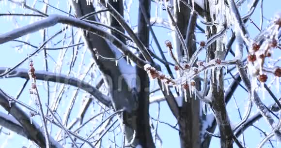 融化冰柱和落下闪亮的水滴在明亮的冰冻景观上枫树树枝上挂着晶莹的冰柱视频的预览图