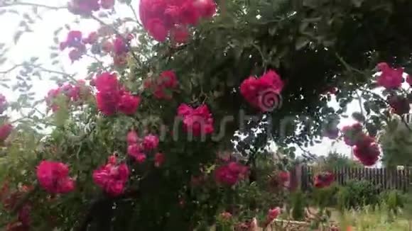 攀爬玫瑰拱门美丽舒适的家庭内部景观设计精彩绽放的花朵视频的预览图