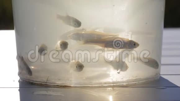 活鱼苗在阳光照射下的透明塑料容器里游泳视频的预览图
