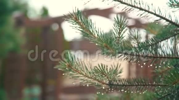 雨后绿树湿景4K视频的预览图