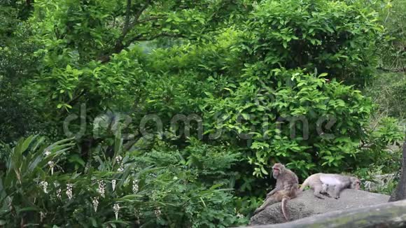 两只台湾山岩猕猴坐在森林的岩石上视频的预览图