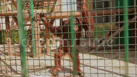 动物园里的猩猩从笼子里往外看动物园里一只美丽的猩猩视频的预览图