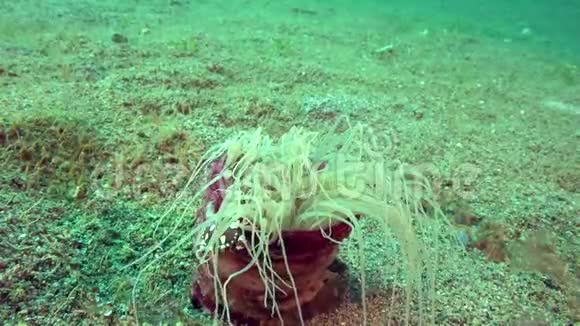 哈莱金游泳蟹Lissanceruslaevis在薰衣草管中的作用祖鲁海阿波岛珊瑚6处视频的预览图