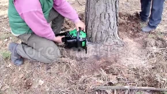 伐木工人用电锯把一棵树砍倒在地视频的预览图