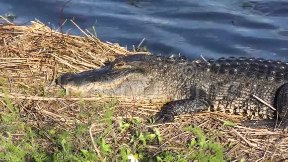 美国鳄鱼在湖边晒太阳视频的预览图