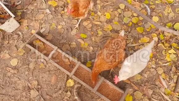 鸡在户外吃食物摄像机从顶部拍摄高清高清视频的预览图