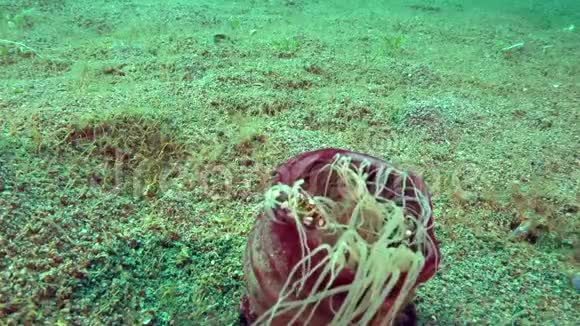 哈莱金游泳蟹Lissanceruslaevis在薰衣草管中的作用祖鲁海阿波岛珊瑚6处视频的预览图