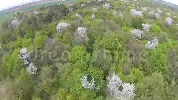 春天的森林空中视频的预览图