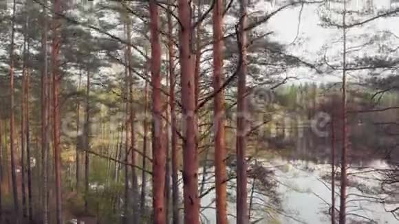 松林临湖郁郁秋景视频的预览图