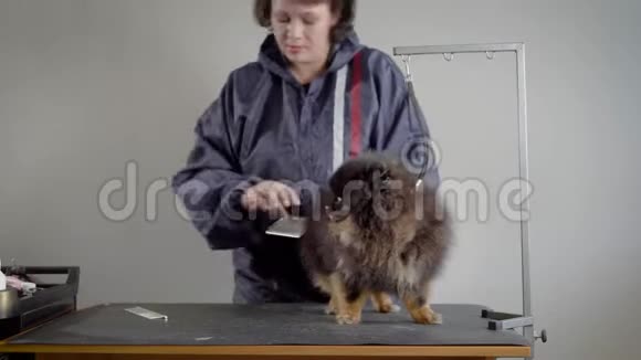 女修男剪小狗为深色蓬松宠物做发型的灰色夹克女士配有专业设备视频的预览图