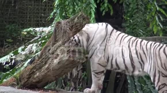 4K白虎在动物园的森林里散步视频的预览图