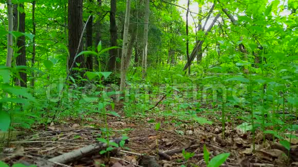 白天绿色森林内部的观点茂密的树木植物和林地下的绿叶视频的预览图