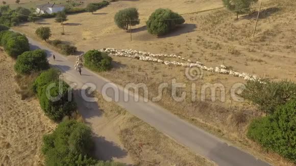 一群羊走在泥土路上从上面看到无人机制造了很多灰尘视频的预览图