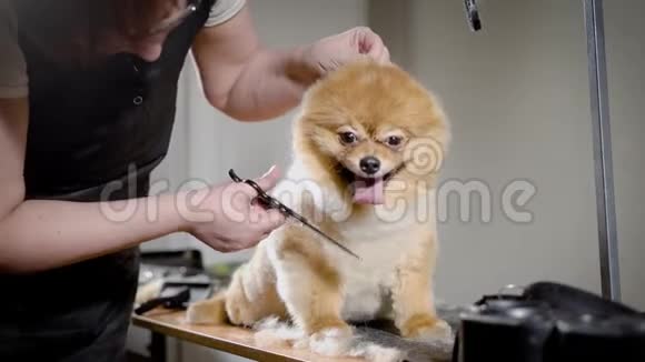 金色狗发型滑稽视频的预览图